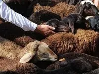 نبض بازار دام زنده در استان های مختلف/آخرین قیمت دام زنده امروز دوشنبه ۲۰ اسفند ۱۴۰۳