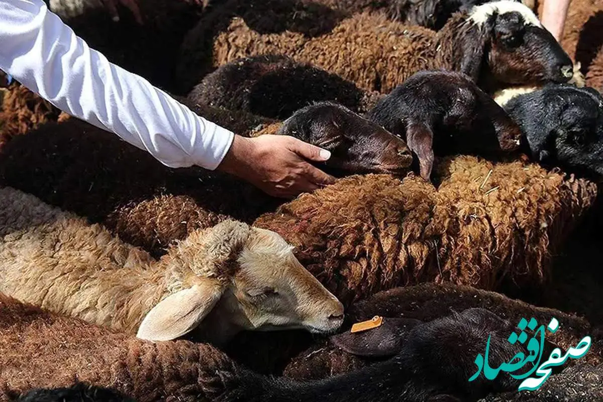 نبض بازار دام زنده در استان های مختلف/آخرین قیمت دام زنده امروز دوشنبه ۲۰ اسفند ۱۴۰۳