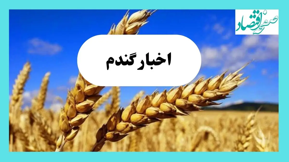 آخرین خبر از پرداخت مطالبات گندمکاران امروز یکشنبه ۶ مهر ماه ۱۴۰۴ | گندمکاران بخوانند