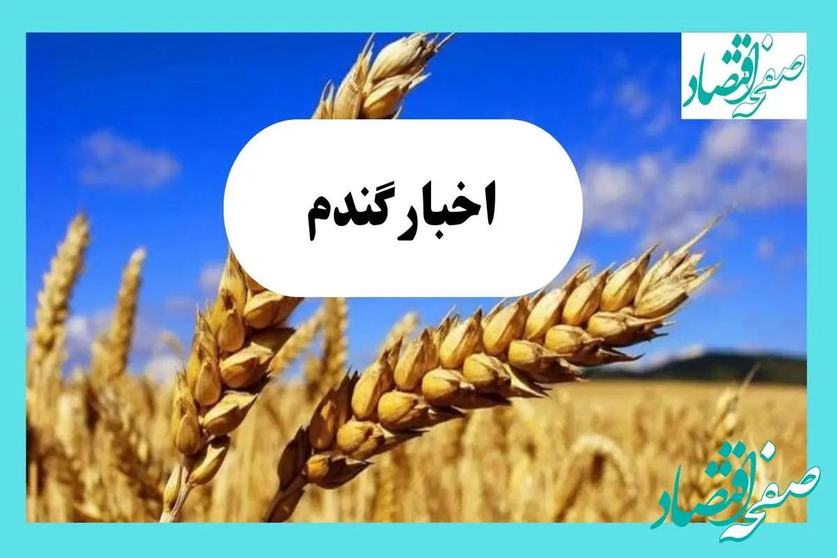 آخرین خبر از پرداخت مطالبات گندمکاران امروز یکشنبه ۶ مهر ماه ۱۴۰۴ | گندمکاران بخوانند