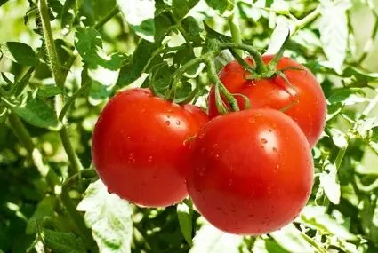 ممنوعیت صادرات گوجه‌ تا پایان سال
