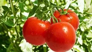 کمبود بذر گوجه‌فرنگی در راه است؟