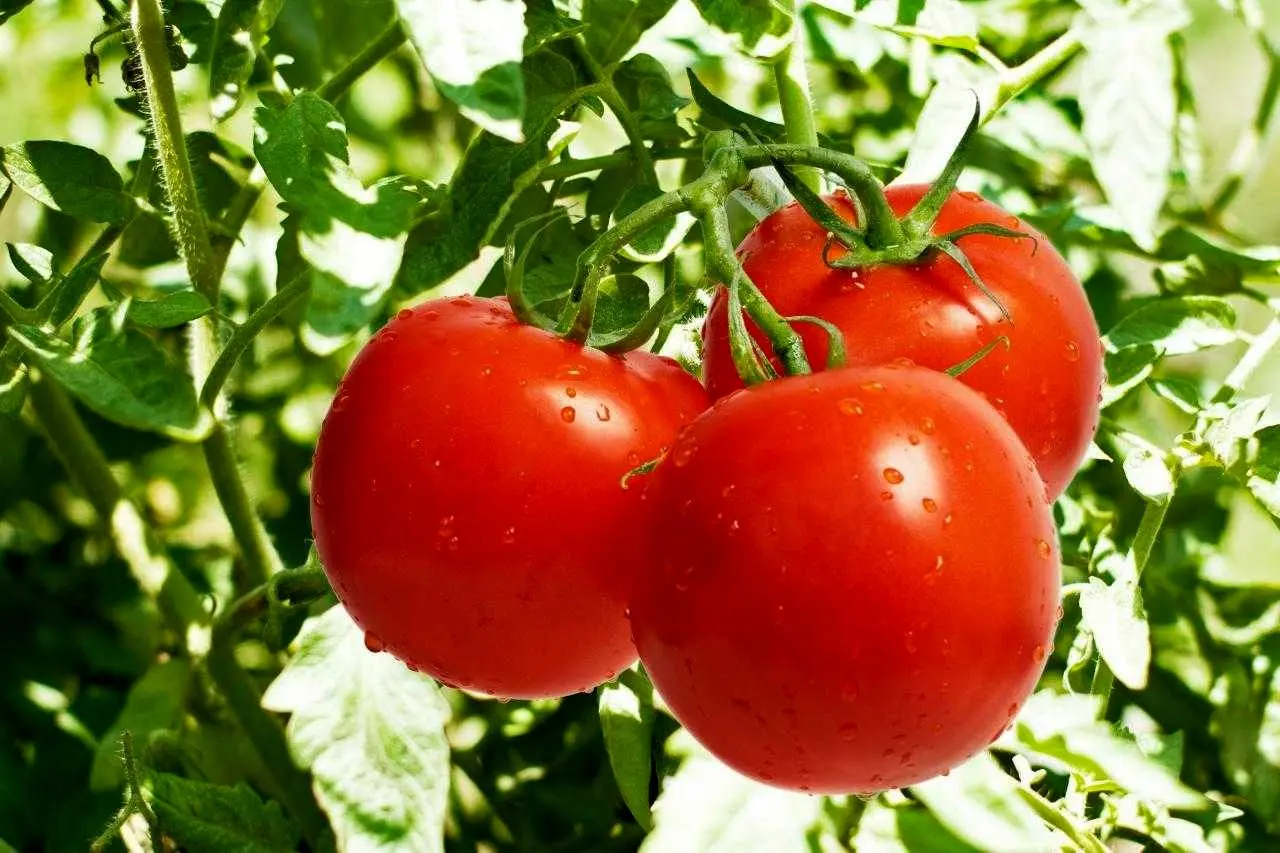 خبر خوش رئیس اتحادیه بارفروشان | گوجه فرنگی ارزان شد