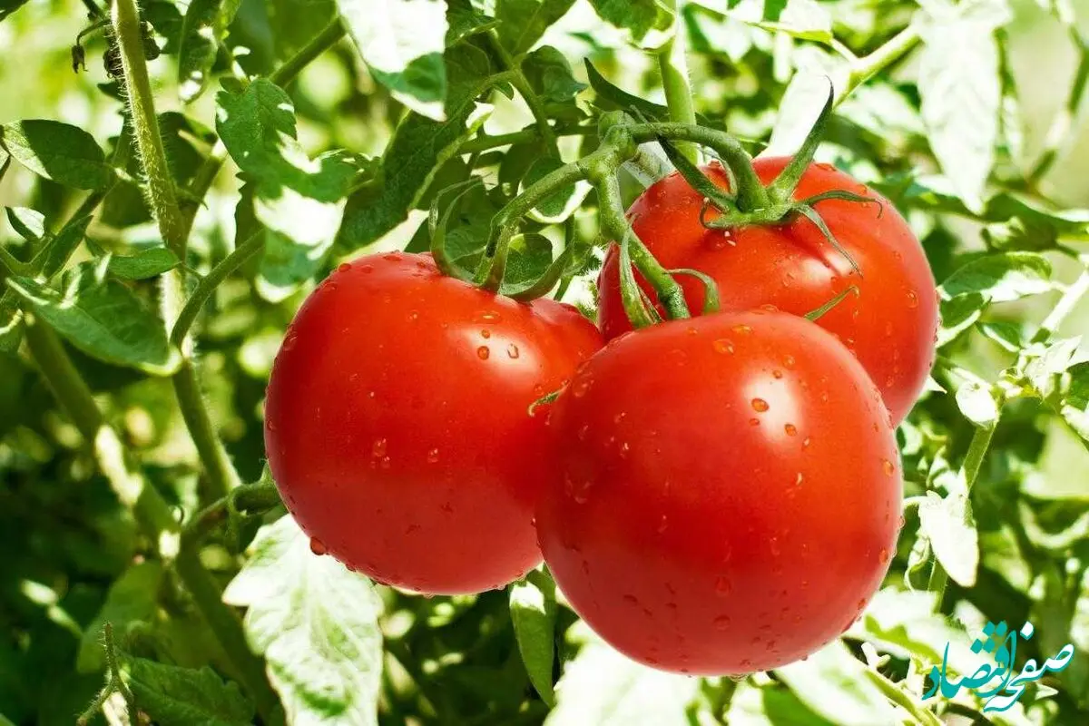 خبر خوش رئیس اتحادیه بارفروشان | گوجه فرنگی ارزان شد