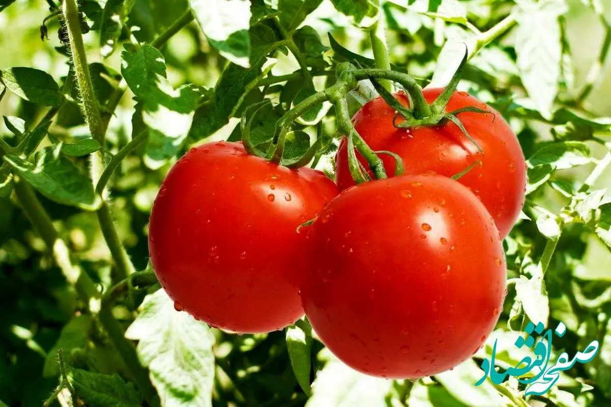 خبر خوش رئیس اتحادیه بارفروشان | گوجه فرنگی ارزان شد
