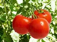 خبر خوش رئیس اتحادیه بارفروشان | گوجه فرنگی ارزان شد