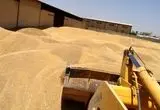 جدیدترین خبر از خرید تضمینی گندم امروز دوشنبه ۲۳ تیر ماه ۱۴۰۴ | مطالبات گندمکاران به کجا رسید؟ 