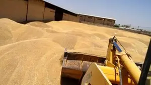 جدیدترین خبر از خرید تضمینی گندم امروز دوشنبه ۲۳ تیر ماه ۱۴۰۴ | مطالبات گندمکاران به کجا رسید؟ 