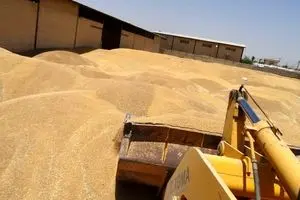 جدیدترین خبر از خرید تضمینی گندم امروز دوشنبه ۲۳ تیر ماه ۱۴۰۴ | مطالبات گندمکاران به کجا رسید؟ 