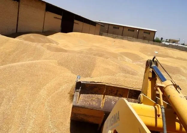 جدیدترین خبر از خرید تضمینی گندم امروز دوشنبه ۲۳ تیر ماه ۱۴۰۴ | مطالبات گندمکاران به کجا رسید؟ 