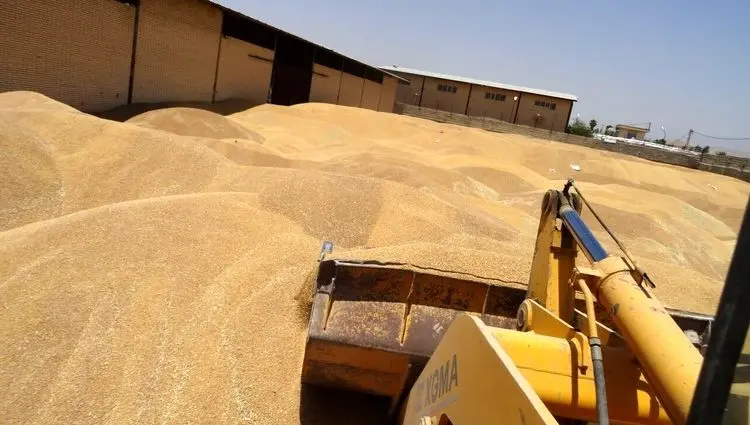 جدیدترین خبر از خرید تضمینی گندم امروز دوشنبه ۲۳ تیر ماه ۱۴۰۴ | مطالبات گندمکاران به کجا رسید؟ 