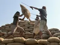کلاهبرداری در واردات برنج؛ وزارت جهاد کشاورزی جلوی ضرر را گرفت+ویدیو