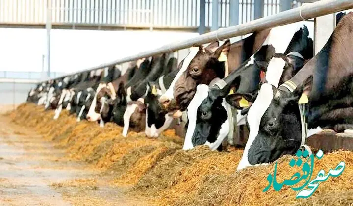 قیمت نهاده های دامی و کشاورزی امروز شنبه ۱۲ اردیبهشت ماه ۱۴۰۵ + قیمت کنجاله سویا