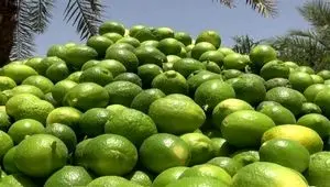 لیموترش، سیب و خربزه بیشترین افزایش قیمت را تجربه کردند