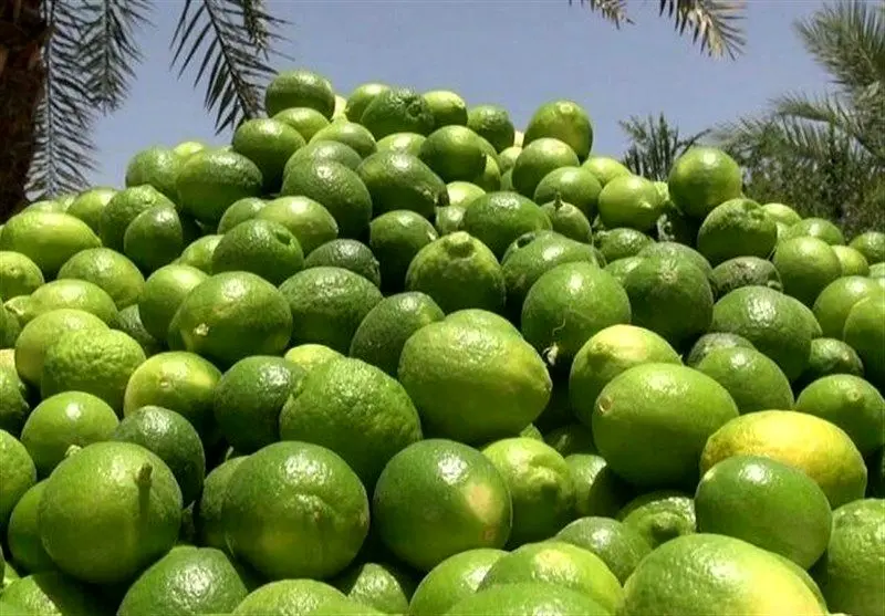 لیموترش، سیب و خربزه بیشترین افزایش قیمت را تجربه کردند