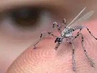 رونمایی از یک پهپاد به اندازه پشه!