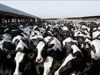 شیوع ویروس تب برفکی در دامداری‌های ایران و زنگ خطر برای امنیت غذایی کشور  