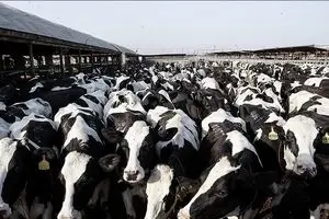 شیوع ویروس تب برفکی در دامداری‌های ایران و زنگ خطر برای امنیت غذایی کشور  