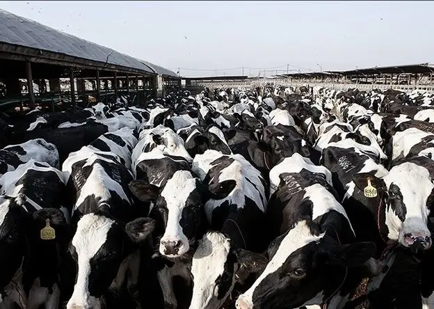 شیوع ویروس تب برفکی در دامداری‌های ایران و زنگ خطر برای امنیت غذایی کشور  