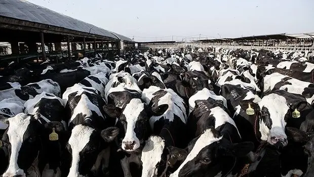 شیوع ویروس تب برفکی در دامداری‌های ایران و زنگ خطر برای امنیت غذایی کشور  