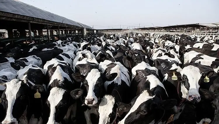 شیوع ویروس تب برفکی در دامداری‌های ایران و زنگ خطر برای امنیت غذایی کشور  