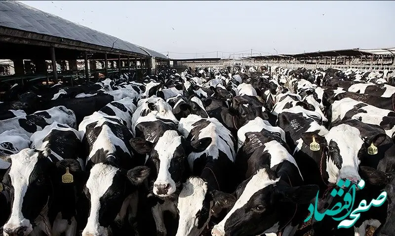 شیوع ویروس تب برفکی در دامداری‌های ایران و زنگ خطر برای امنیت غذایی کشور  