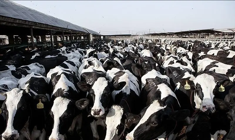 شیوع ویروس تب برفکی در دامداری‌های ایران و زنگ خطر برای امنیت غذایی کشور  