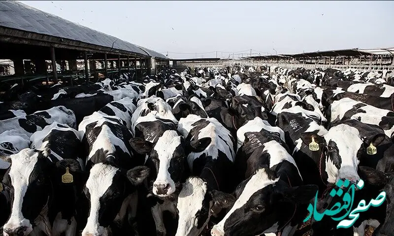 شیوع ویروس تب برفکی در دامداری‌های ایران و زنگ خطر برای امنیت غذایی کشور  