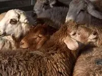 قیمت دام زنده امروز سه شنبه ۱۶ مرداد ۱۴۰۳ + جدول