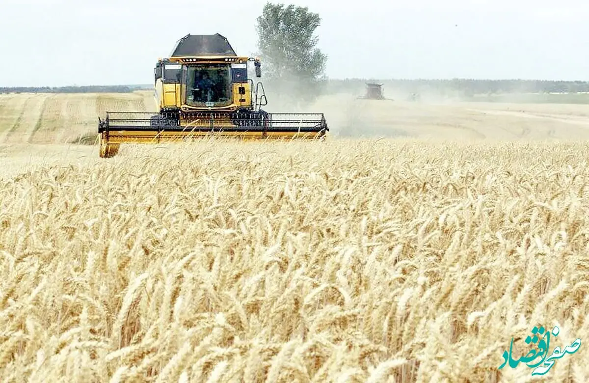 خبر آخر از توافق قیمت گندم در این روز | امروز یکشنبه ۹ شهریور ماه ۱۴۰۴ 