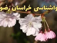 پیش بینی وضعیت آب و هوا خراسان رضوی فردا یکشنبه ۲۳ آذر ۱۴۰۴ + هواشناسی مشهد