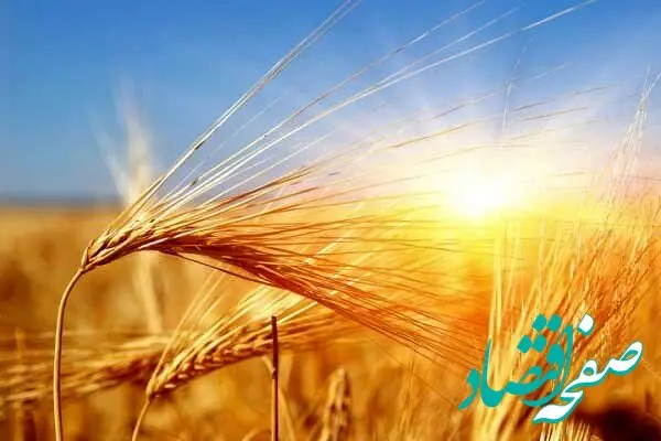 مهم ترین اخبار گندم در ۲۴ ساعت گذشته؛ امروز یکشنبه ۲۷ اردیبهشت ماه ۱۴۰۵