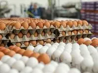 صادرات تخم مرغ بی کیفیت به عراق و افغانستان