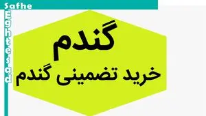 آخرین خبر از خرید تضمینی گندم و پرداخت مطالبات گندمکاران امروز شنبه ۱۷ شهریور ۱۴۰۳ | چه خبر از مطالبات گندمکاران؟ 