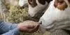 آخرین وضعیت صادرات فرآورده دامی کردستان 