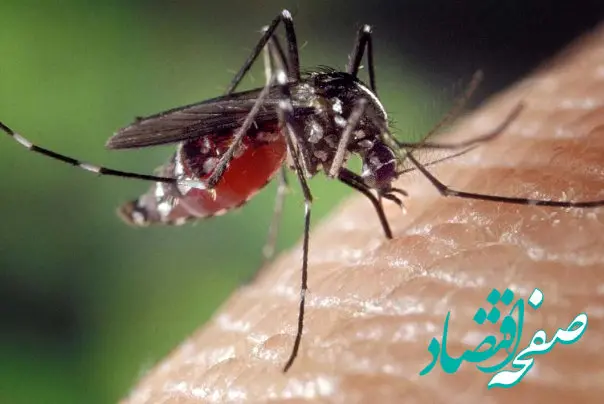 این افراد باید واکسن تب دنگی بزنند + فیلم