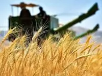 حمایت از تولیدکننده و کشاورز در خرید تضمینی گندم