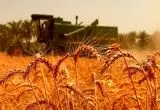 قیمت خرید تضمینی گندم چقدر باید باشد؟ درخواست جدید گندم‌کاران از دولت + فیلم