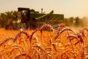 قیمت خرید تضمینی گندم چقدر باید باشد؟ درخواست جدید گندم‌کاران از دولت + فیلم
