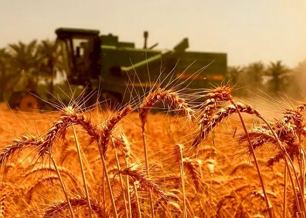 قیمت خرید تضمینی گندم چقدر باید باشد؟ درخواست جدید گندم‌کاران از دولت + فیلم