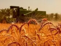 قیمت خرید تضمینی گندم چقدر باید باشد؟ درخواست جدید گندم‌کاران از دولت + فیلم