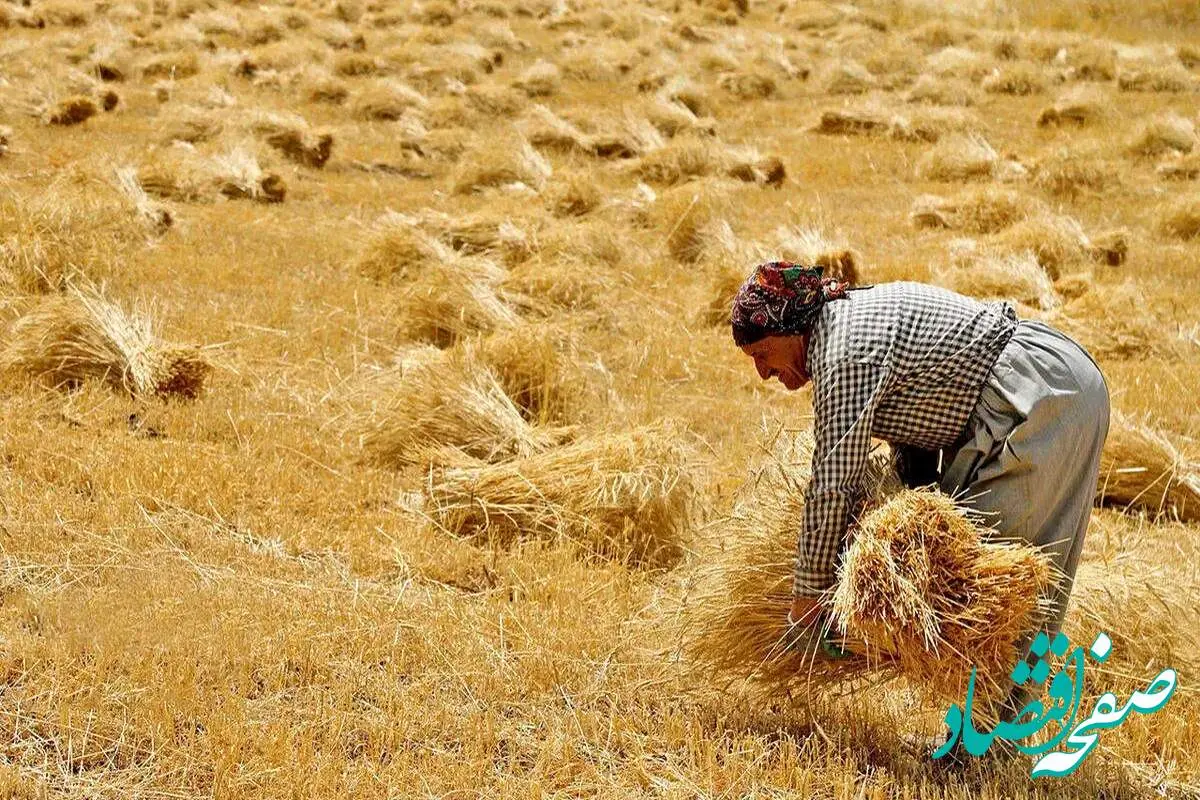 کرمانشاه رکورد ۳۰ ساله خرید گندم را شکست