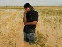 با تدابیر جدید، نگرانی از قطعی برق و گاز در کشاورزی برطرف شد