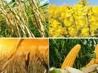 شورای قیمت گذاری قیمت گندم معمولی و دورو را اعلام کرد