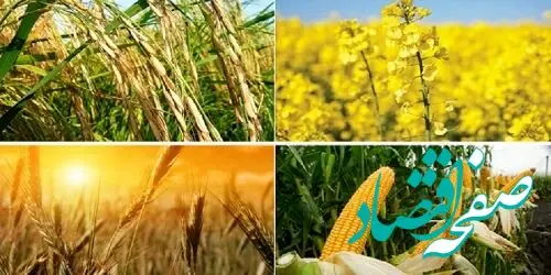 شورای قیمت گذاری قیمت گندم معمولی و دورو را اعلام کرد