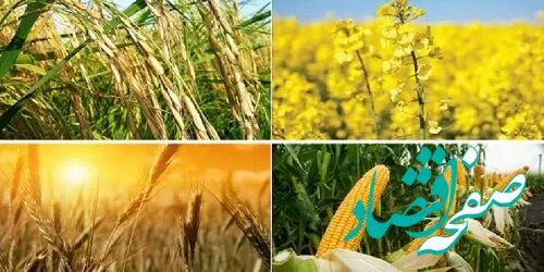 شورای قیمت گذاری قیمت گندم معمولی و دورو را اعلام کرد