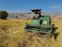 کاهش ۳۰ درصدی تولید/ضربه‌ی قطعی برق به کشت پاییزه