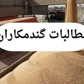 پرداخت فوری مطالبات گندمکاران در دستور کار دولت  