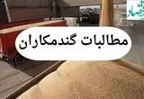 مطالبات گندمکاران هفته آینده پرداخت می شود / کام گندمکاران شیرین شد
