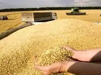 آخرین خبر از وضعیت قیمت جهانی گندم، برنج و مواد غذایی امروز ۱۸ شهریور ۱۴۰۲
